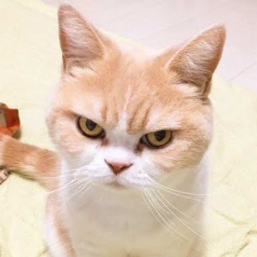 Кот лайк