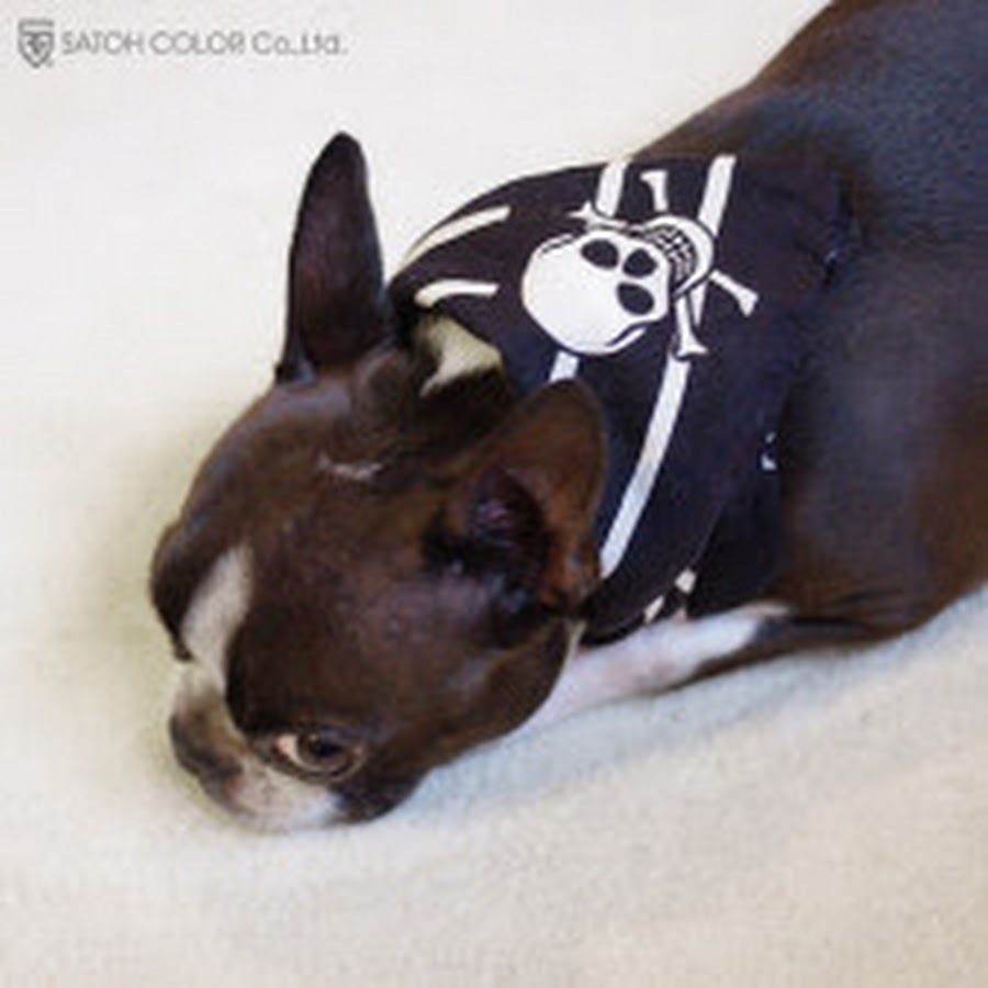 しむしむ Youtube