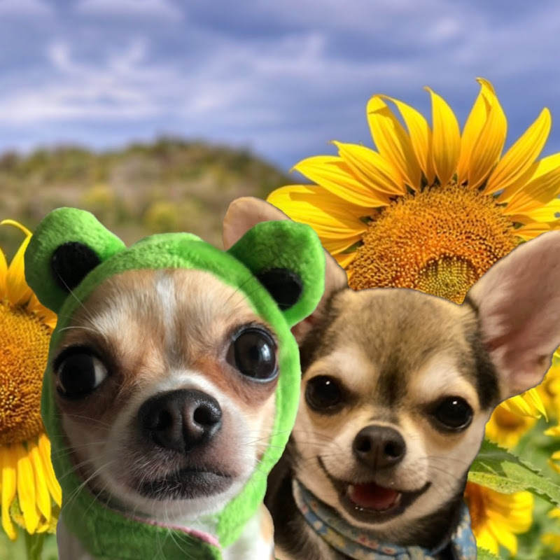 チワワのワサビちゃんとサーモンちゃん - 網紅的藏寶箱 