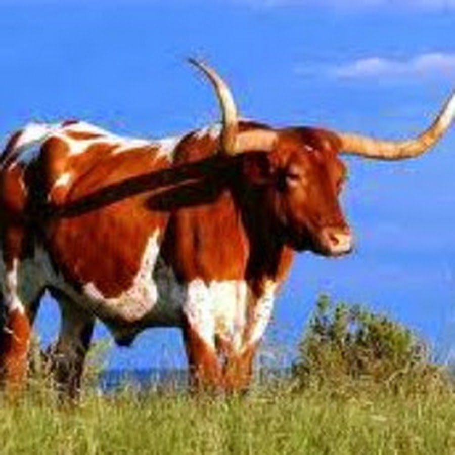Вол. Вол животное. Стадо волов. Содержание волов. Вол домашнее животное.