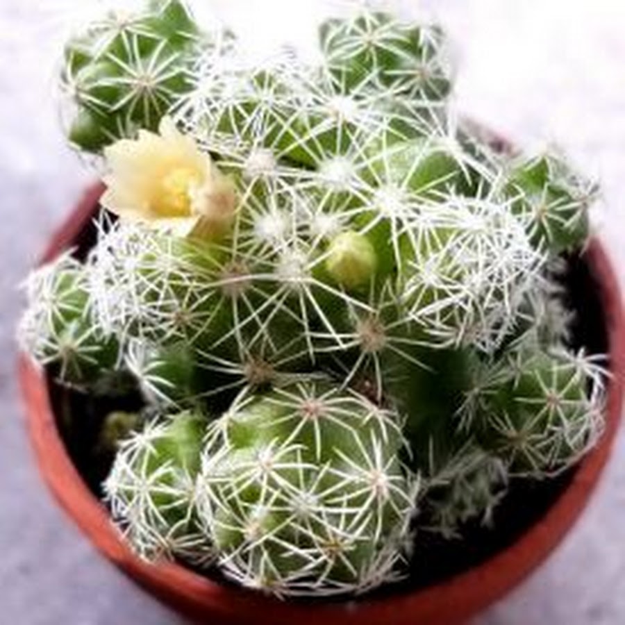 とんとろtontoro Youtube