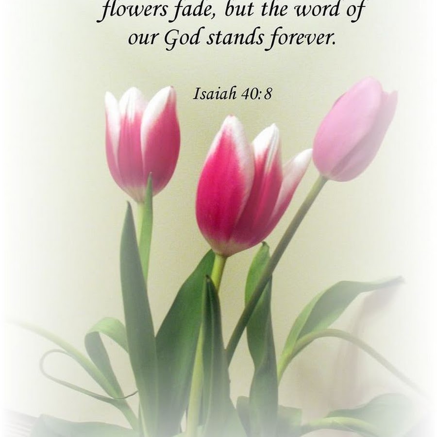 неувядающие цветы работы. Faded flowers. поникший цветок. сухоцветы макро. никогда неувядающий цветок.