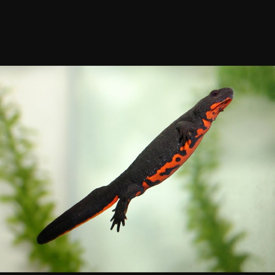 веретеновидная саламандра. хвост саламандры. уссурийский когтистый тритон место обитания. уссурийский когтистый тритон. лазающие саламандры.