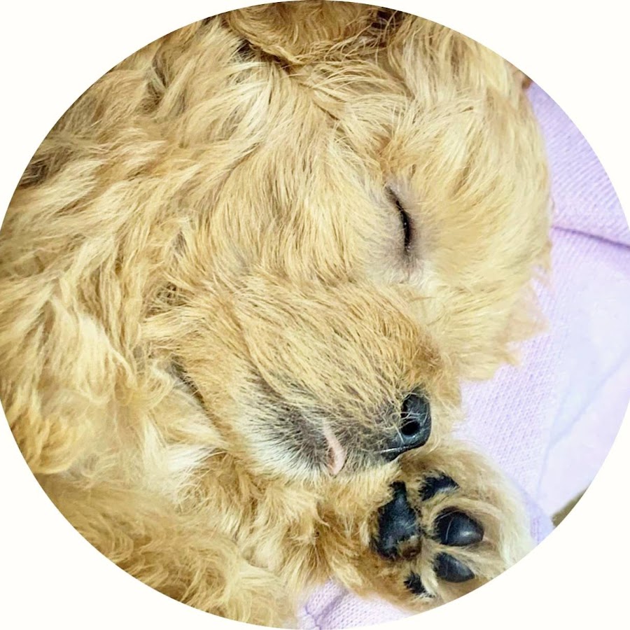 宅配便配送 クツワ Sf021pu ふわもこあにまるず 5セット その他