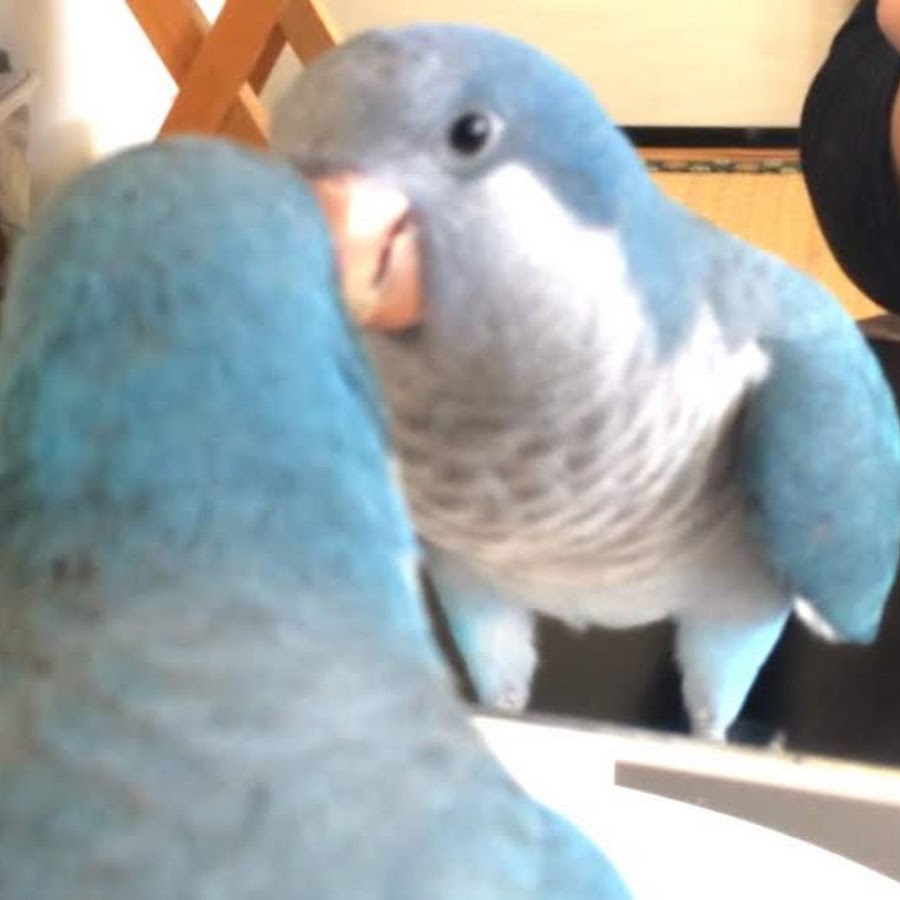 鳥のお兄さん サワちゃん Youtube