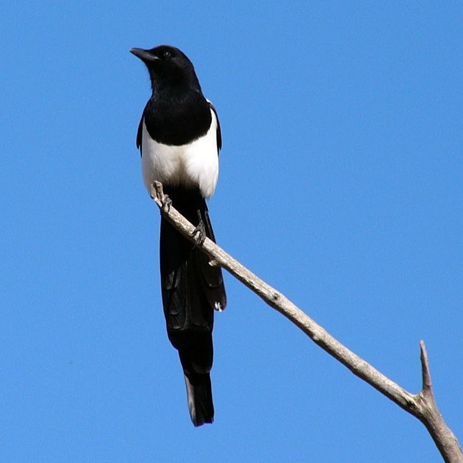 Развлечение сороки. Черная птица с длинным хвостом. Птица с белой грудкой и длинным хвостом. Птица черная с белым. Сорока с длинным хвостом.