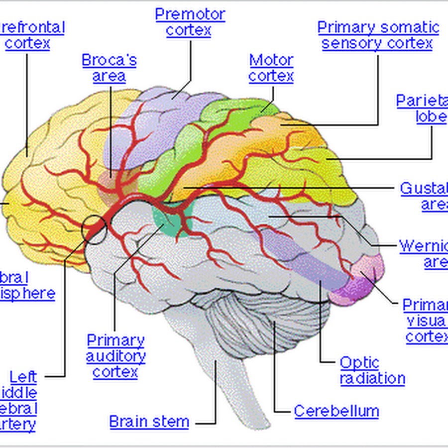 Проекционные зоны анализаторов. Проекционные зоны мозга. Корковые проекционные зоны. Высшие корковые центры.