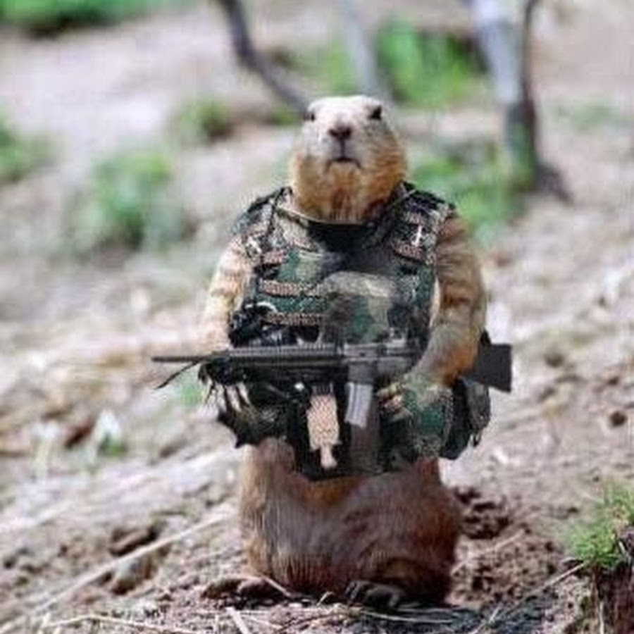 Бобер военный