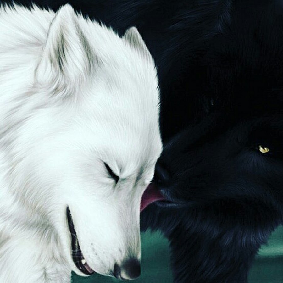 Два волка волчица и волк
