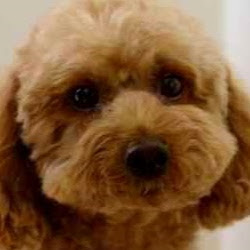 マミー 画像 196630-ドラクエ マミー 画像