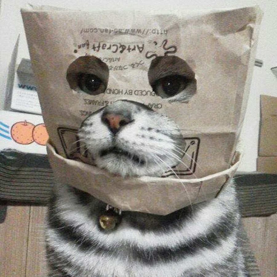 Кто под маской кота в 5. Коттс пакетом на голове. Кот с пакетом на голове. Кот в пакете. Кот в бумажном пакете.