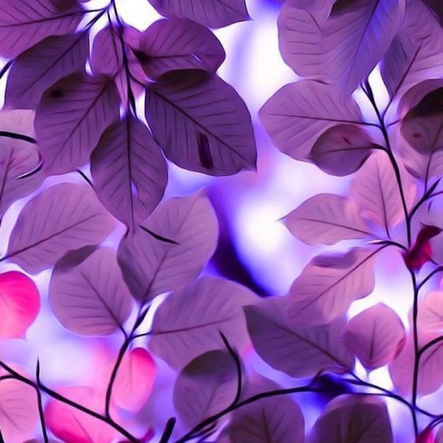 Дерево с фиолетовыми листьями