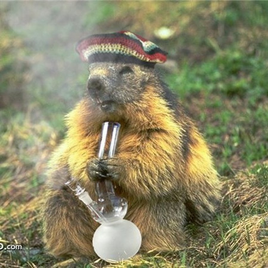 Пьяный бобер картинки