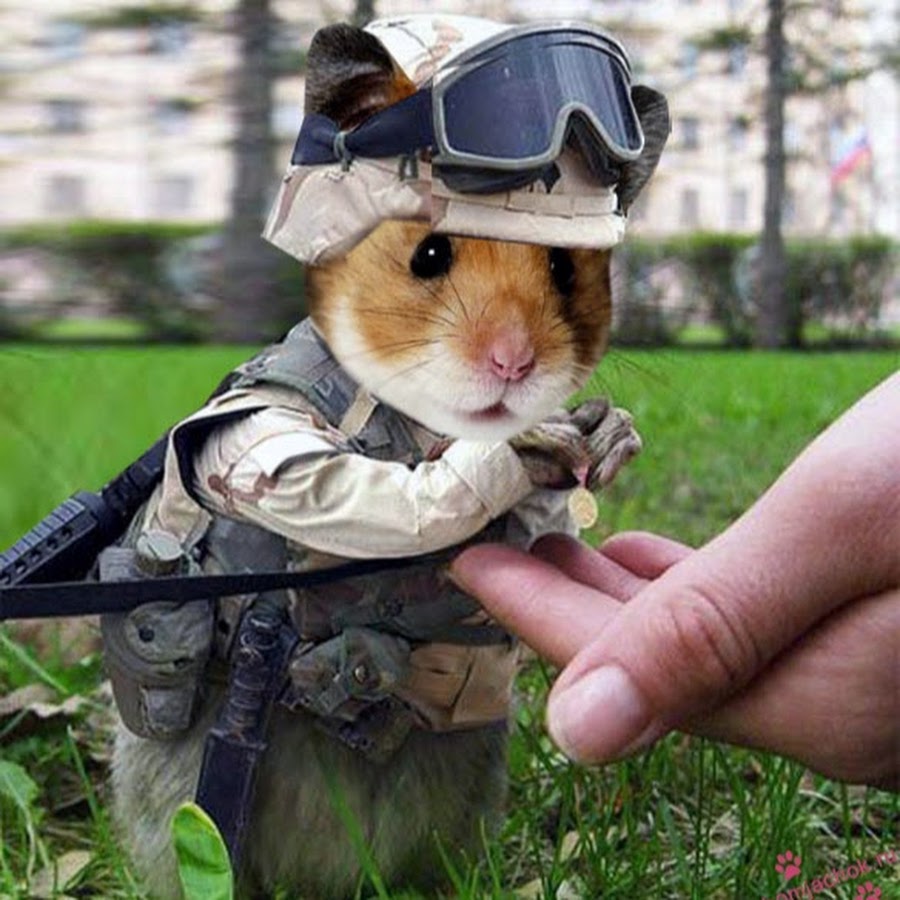 Для чего нужен hamster combat