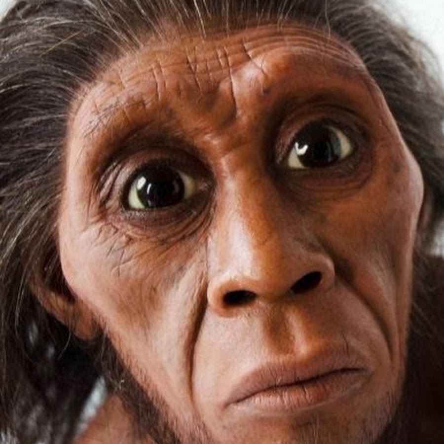 хоббит человек. хоббит человек. гендальф властелин колец гэндальф. торин дубощит скриншоты. хоббит человек.