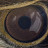 Hawk's eye