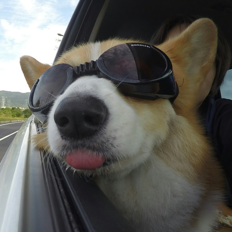 胖TV 胖胖成長日記 - 網紅的藏寶箱 