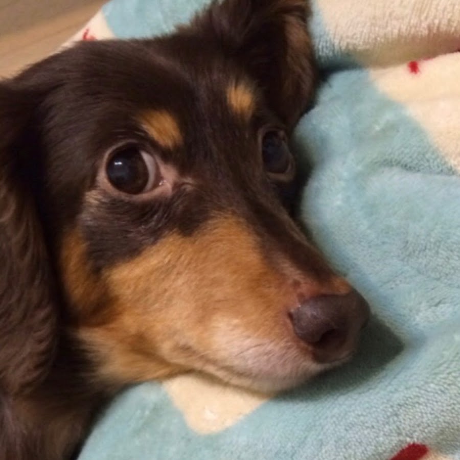 博多弁の犬ロイズ Youtube