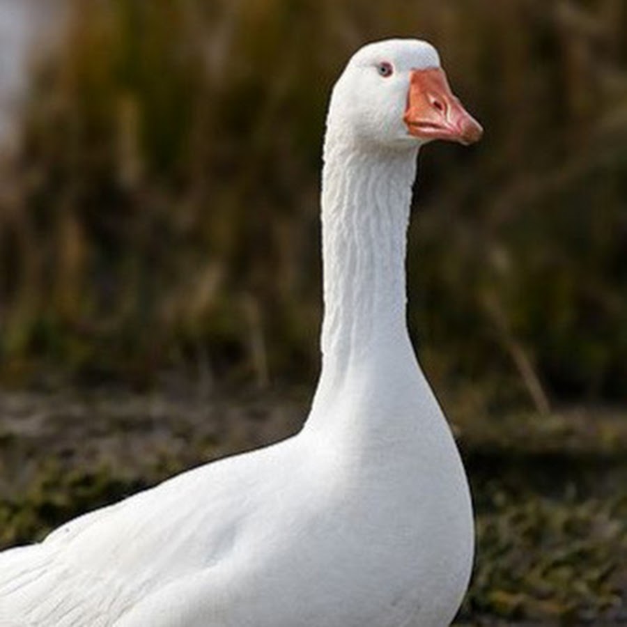 AKedOLTiWd4Fy07ZnjCW0icXoDWypVyJEcRIY2c3OEgI=s900ckc0x00ffffffnorj