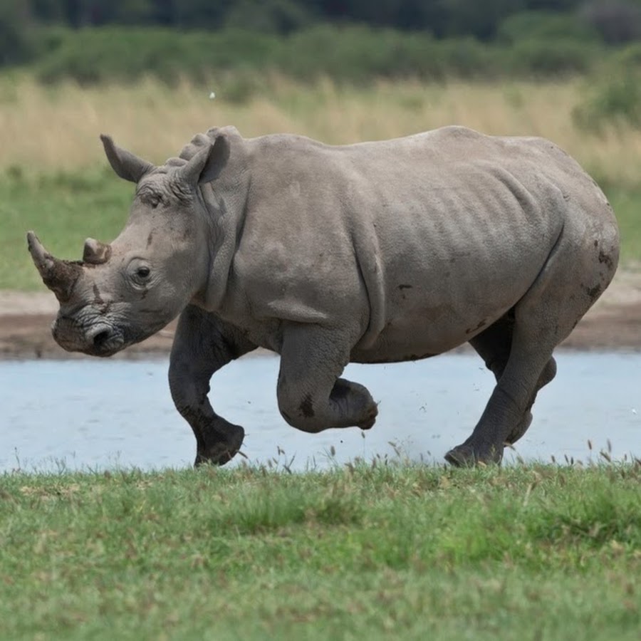 Носорог все выступления. Tt77 "носорог". Карликовый носорог. Носорог бежит. Белый носорог.