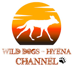 Wild Dogs - Hyena Channel thumbnail