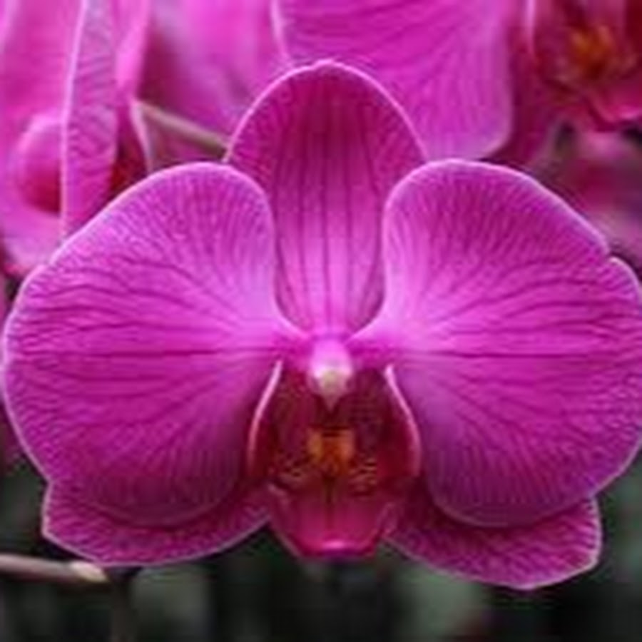 Орхидея Phalaenopsis малиновый