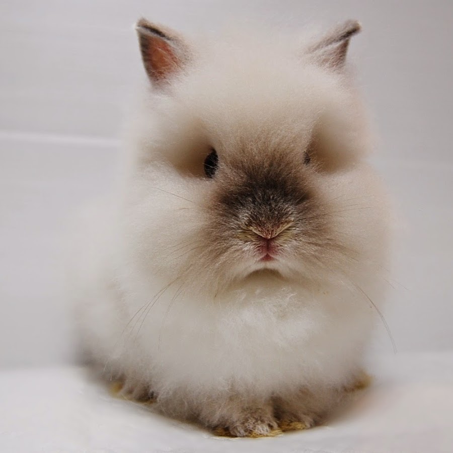 うさぎ専門店rabbitsラビッツ Youtube