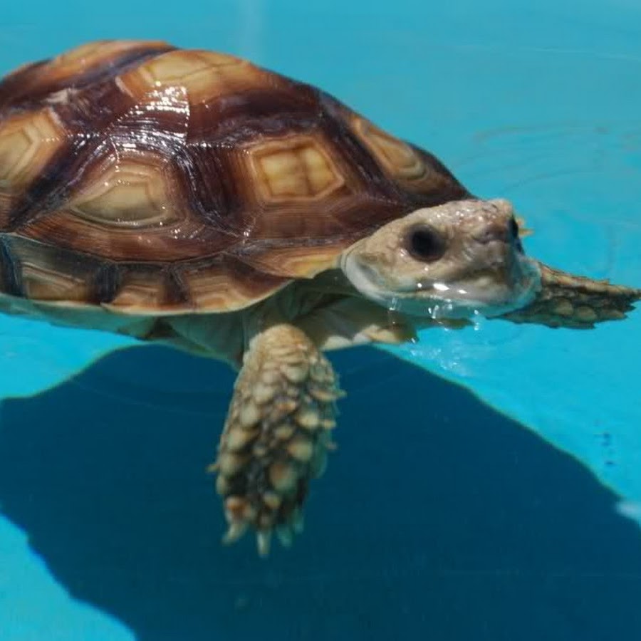 Плавающая в море черепаха 5. Мадагаскарская щитоногая черепаха. Морская и сухопутная черепаха. Черепаха водоплавающая. Сухопутная черепаха плавает.