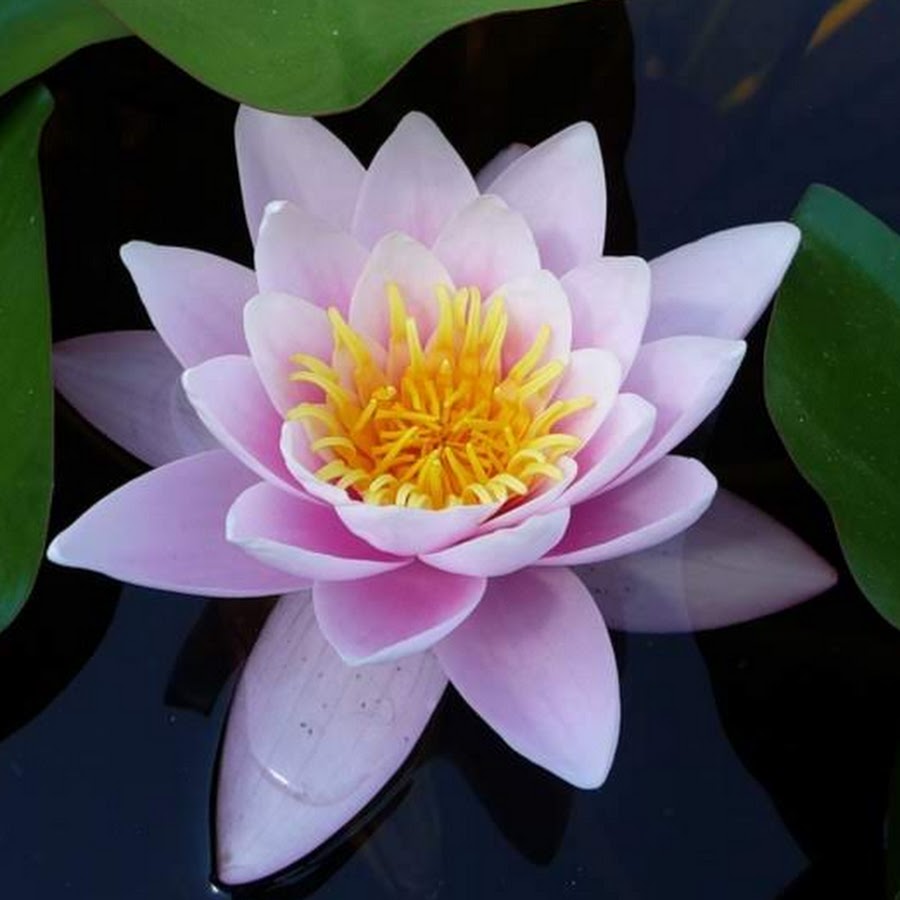 Водяные лилии 2. Кувшинка. Самые красивые цветы которые растут на воде картинки. Белый цветок в воде с желтой сердцевиной Ясмин в воде. Водная Лилия 2д модель вид сверху.