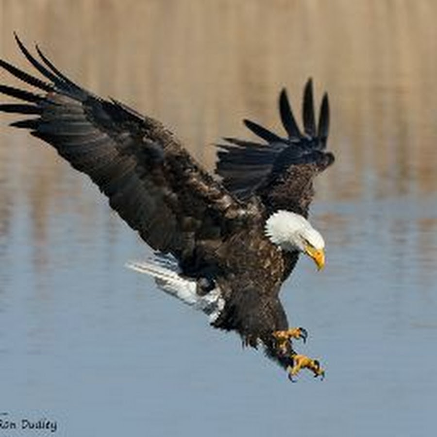 орел беркут. орлан орел коршун. орёл беркут в атаке. Eagle. орел ястреб сокол коршун беркут.