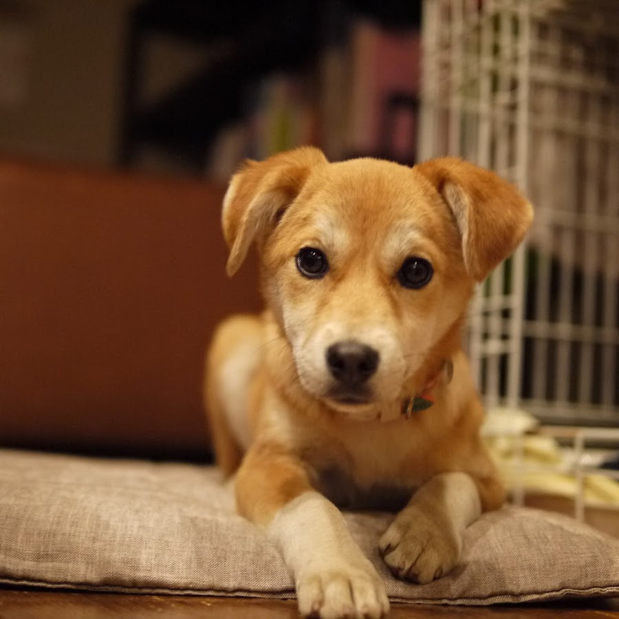 犬タコちん Youtube