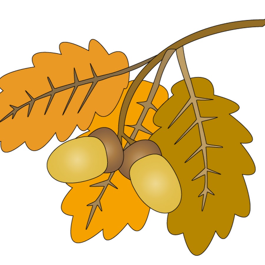 Дубовая веточка с желудями рисунок