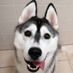 犬と猫の親バカ日記 ハスキー&トイプー&スコティッシュ