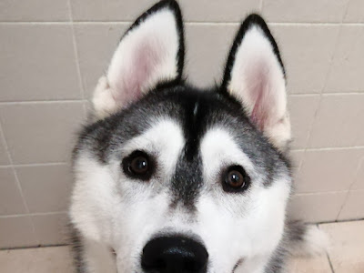 [無料ダウンロード！ √] はすきー 犬 171417-ハスキー 犬 値段