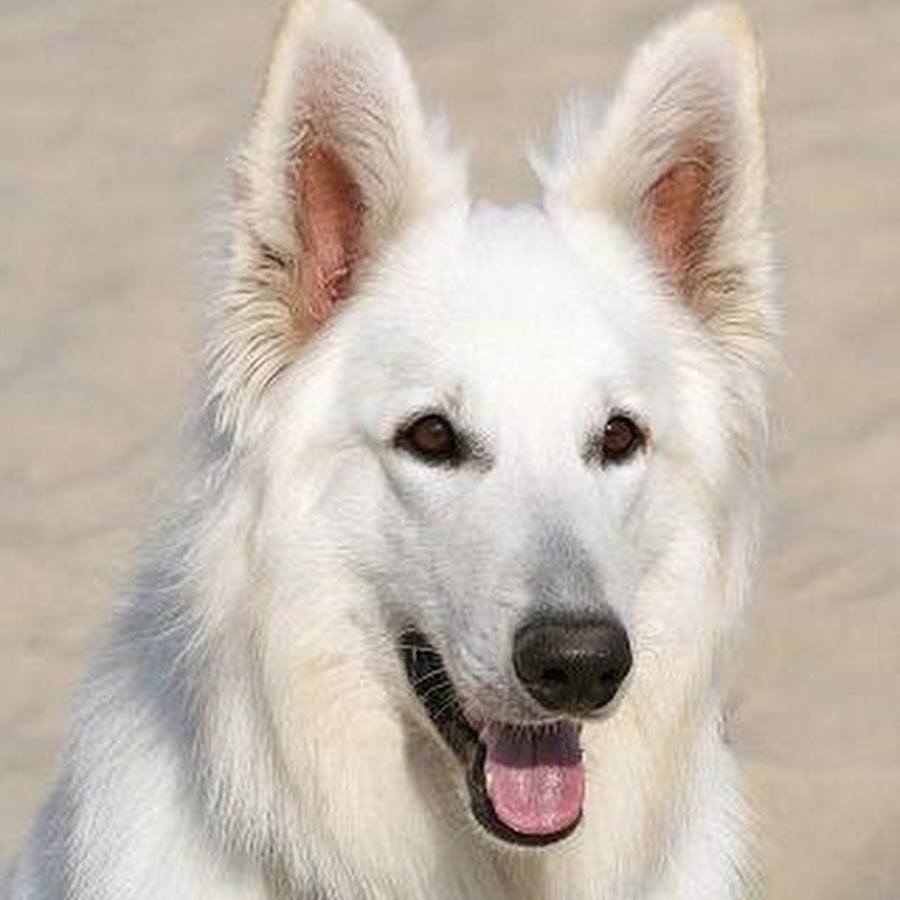 Бело бежевая собака. Американо-канадская белая овчарка. БШО порода. Американо-канадская белая овчарка щенок. Порода овчарка швейцарская