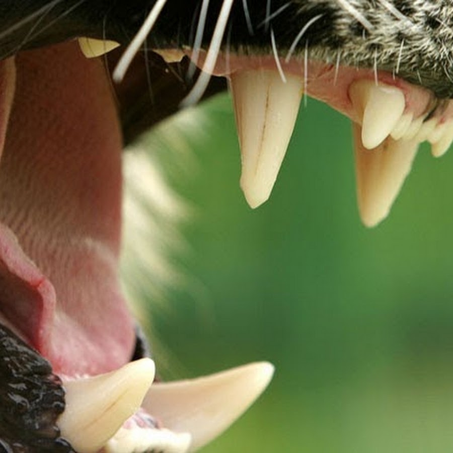 Какие зубы у млекопитающих дифференцированы. Лыко у животного.