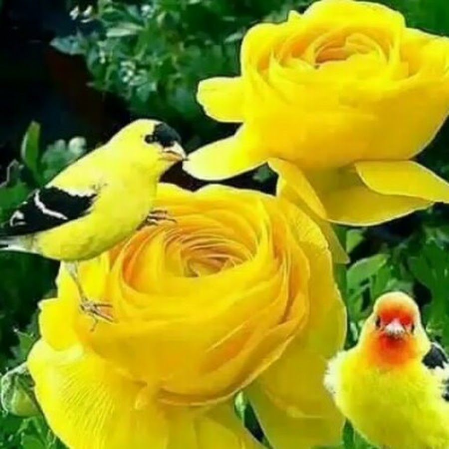 1Уьйре дика хийла картинки