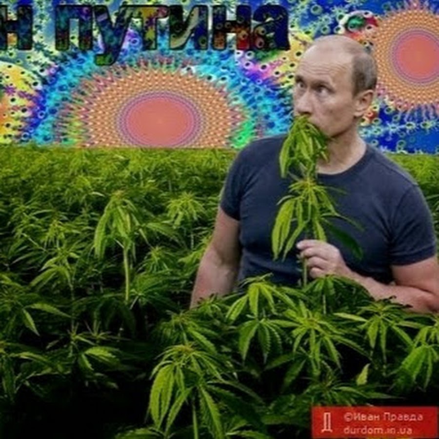 Блэкберри бошки. Шишки ганджубасик. Килограмм марихуаны. Картинки ганджубаса. Ганджубас.