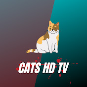 Cats HD Tv