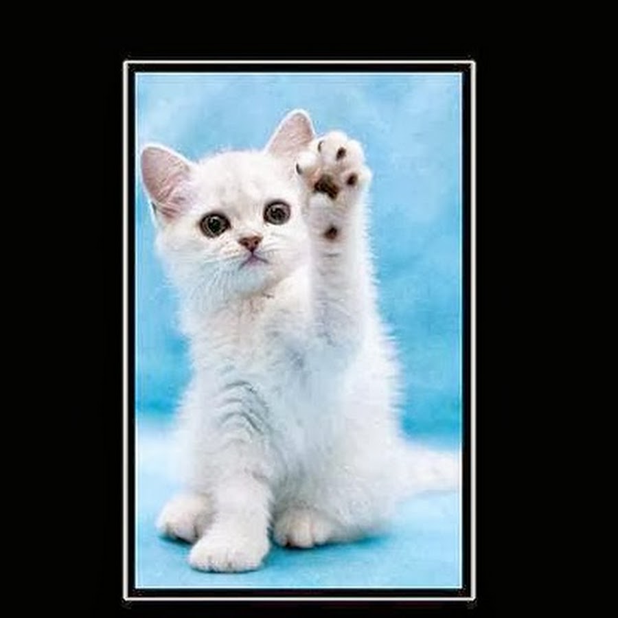 поздравляю модератор. день модератора. дорогие потенциальные друзья. анекдоты про модераторов. модератор прикол.