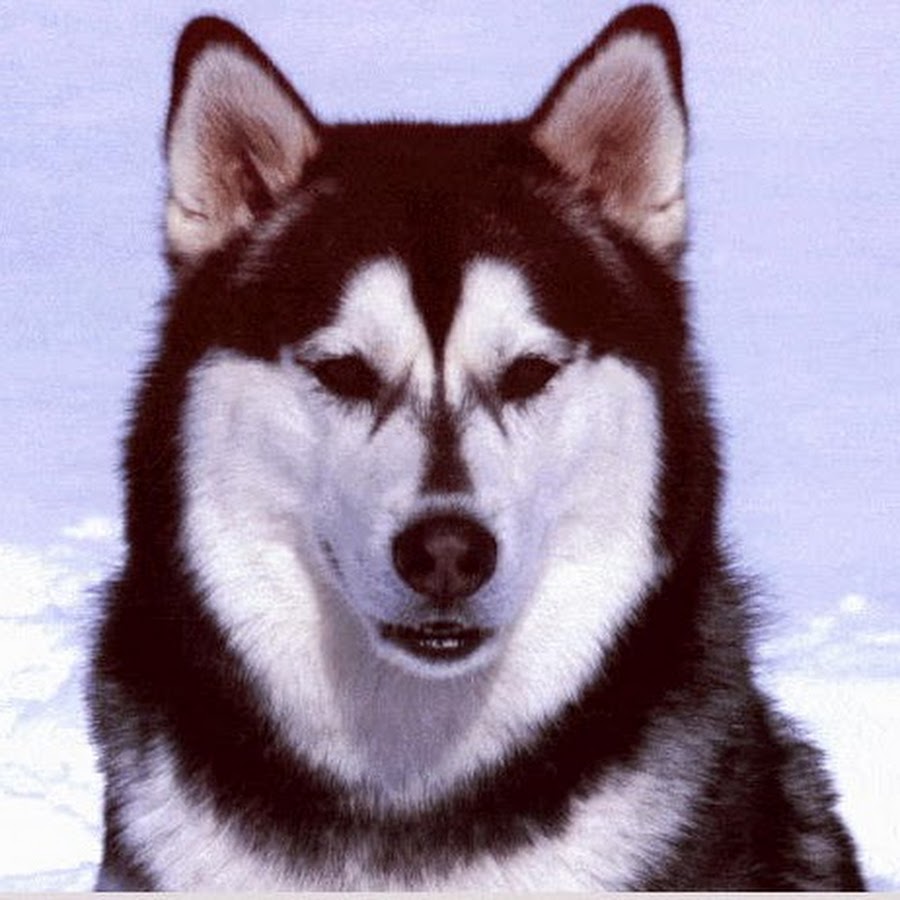 Хаски 12к тяг. Щенята хаски 12. Хаски 12к тяг. Хаски девочка. Хаски 12 тысяч затяжек.