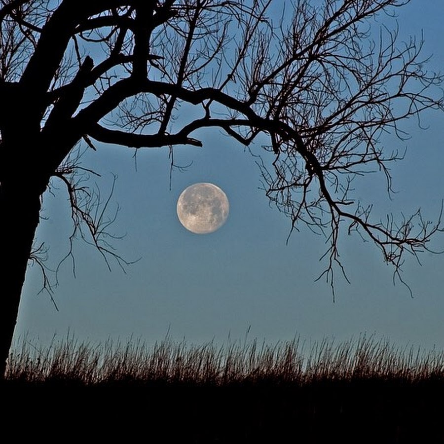 Луна сквозь деревья. Лунные деревья. Луна и дерево. Дерево в лунном свете. Полнолуние дерево.