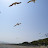 보리