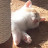 냥덕