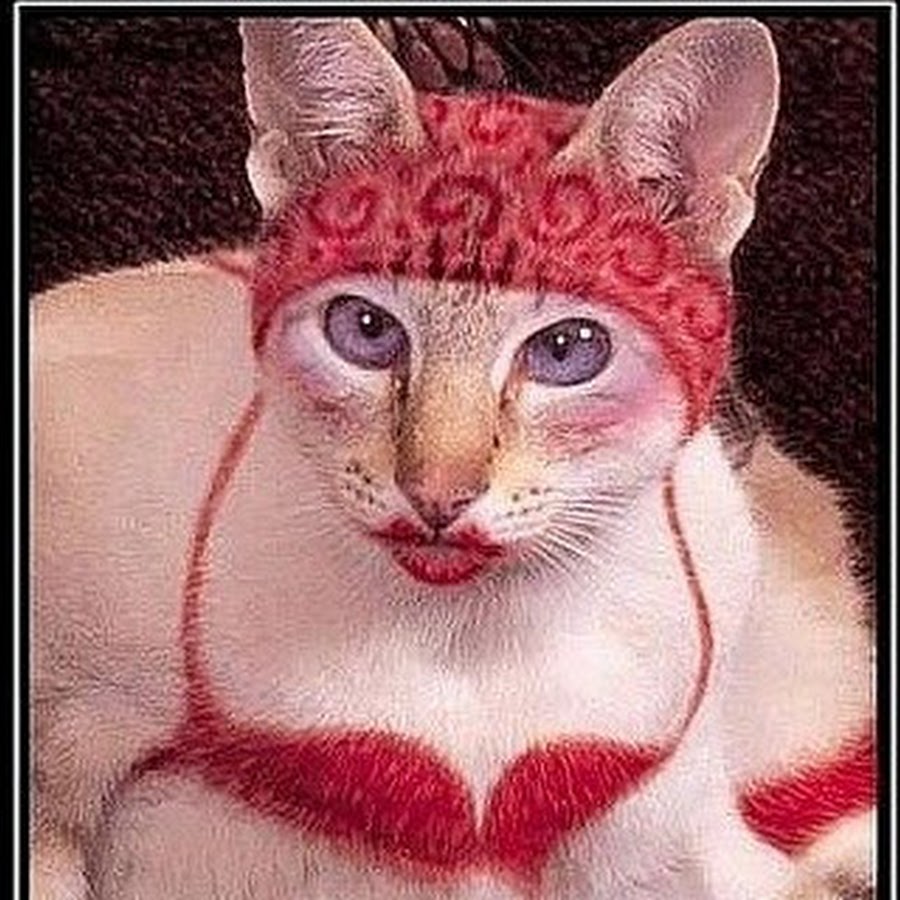 Pin by Kurdistan ( Median Empire ) on Mix Cute animals, Animals beautiful, Beaut