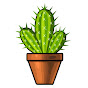 Comment entretenir les plantes succulentes ?