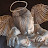 Falling Angel