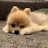 Hello! I am Momo, cute Pomeranian