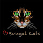 Asian leopard cat- Ares Бенгал Ф1- Betty YouTube Profile Photo