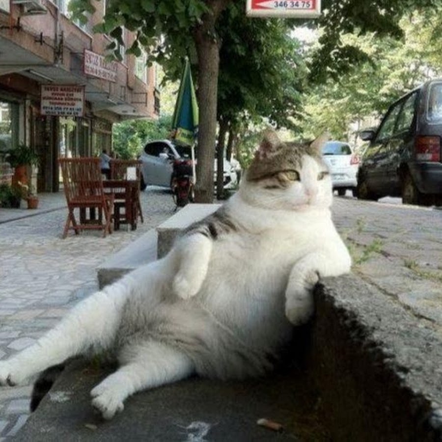 満腹猫ちゃんネル Youtube